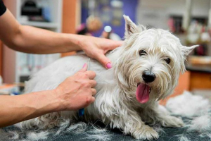 Fryzura i przycinanie west highland white terrier